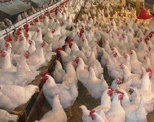 Chicken prices..